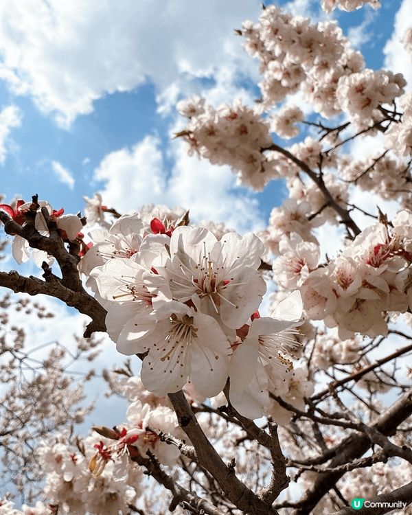同大家介紹一下今次北海道美食之旅🩵