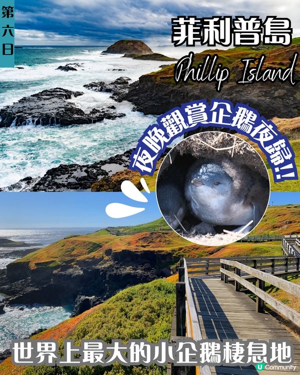 J人帶你七日六夜玩轉悉尼墨爾本✨企鵝歸巢/十二門徒石/手抱樹熊 附悉尼歌劇院黃金打卡位