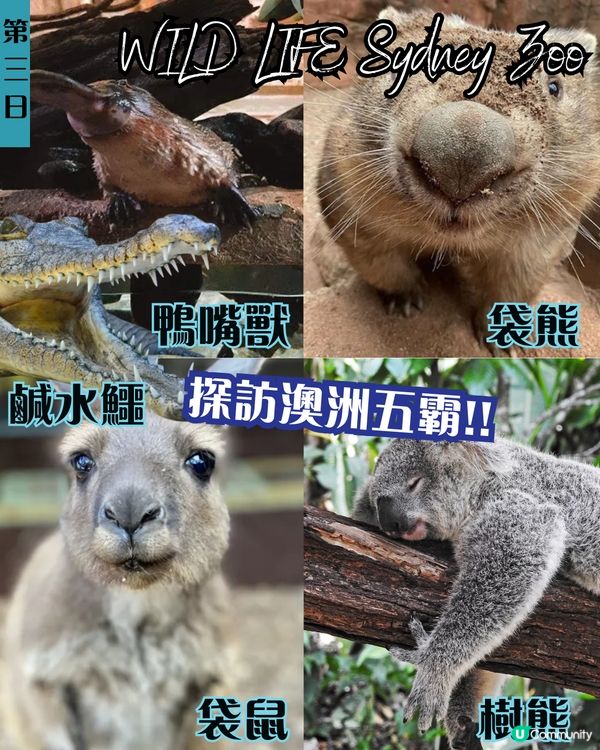 J人帶你七日六夜玩轉悉尼墨爾本✨企鵝歸巢/十二門徒石/手抱樹熊 附悉尼歌劇院黃金打卡位