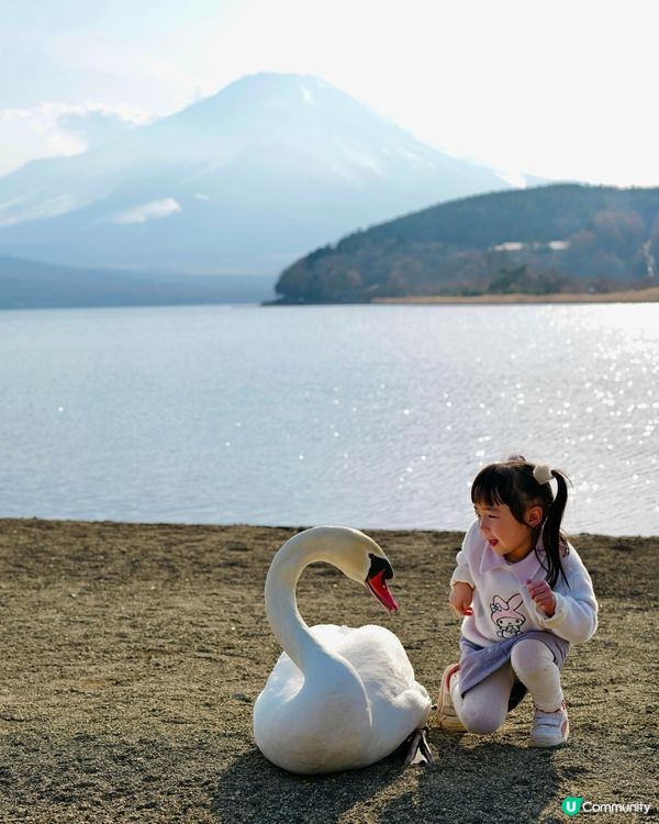 2025親子自駕遊｜富士山打卡聖地山中湖 🗻 白鳥之湖 🦢