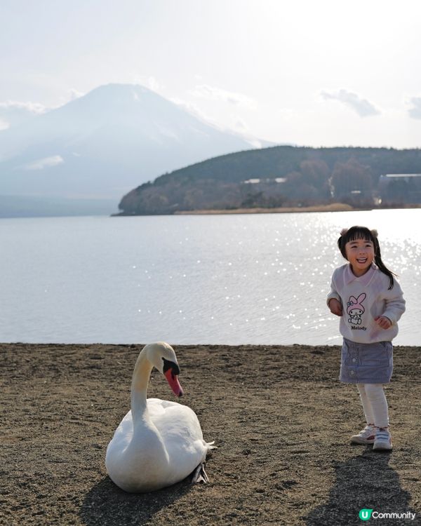 2025親子自駕遊｜富士山打卡聖地山中湖 🗻 白鳥之湖 🦢