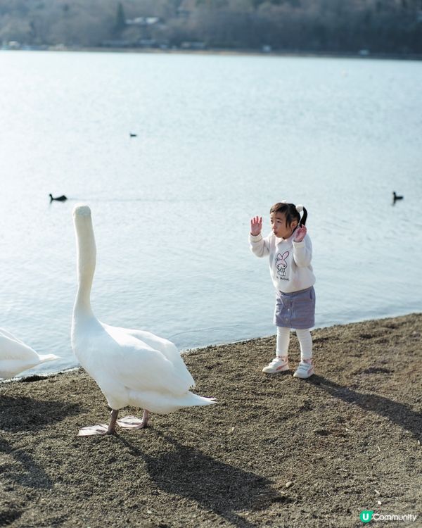 2025親子自駕遊｜富士山打卡聖地山中湖 🗻 白鳥之湖 🦢