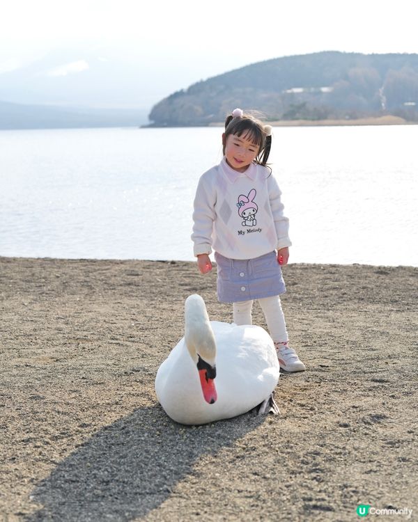 2025親子自駕遊｜富士山打卡聖地山中湖 🗻 白鳥之湖 🦢