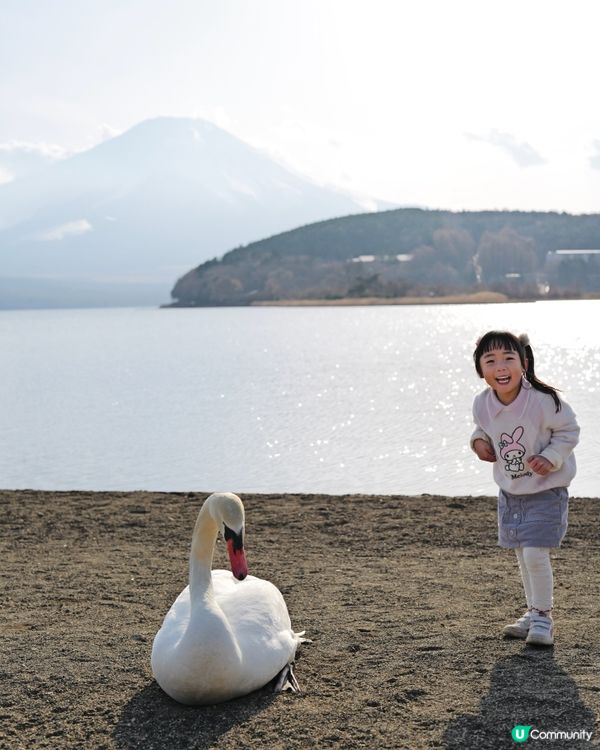 2025親子自駕遊｜富士山打卡聖地山中湖 🗻 白鳥之湖 🦢