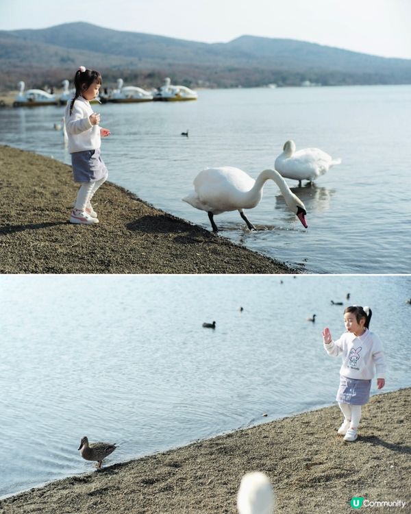 2025親子自駕遊｜富士山打卡聖地山中湖 🗻 白鳥之湖 🦢