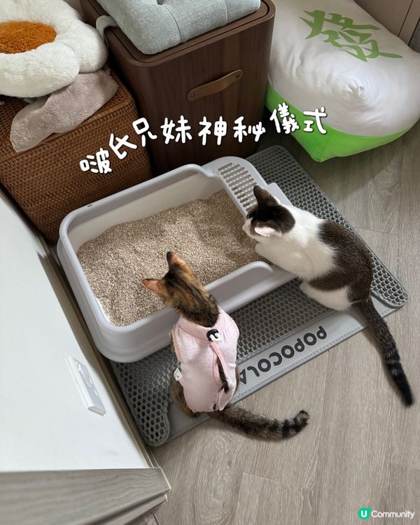 \貓砂神秘儀式/