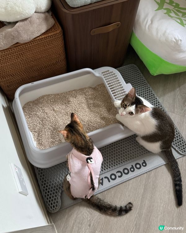 \貓砂神秘儀式/