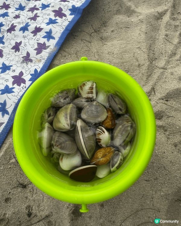 大嶼山貝澳沙灘，掘蜆，同囡囡係沙灘游水玩耍，仲見到水牛一家大...