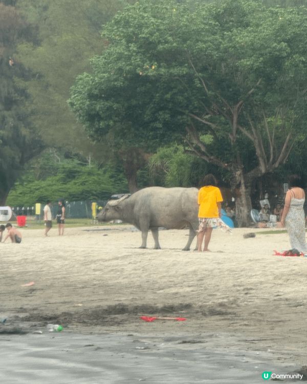 大嶼山貝澳沙灘，掘蜆，同囡囡係沙灘游水玩耍，仲見到水牛一家大...