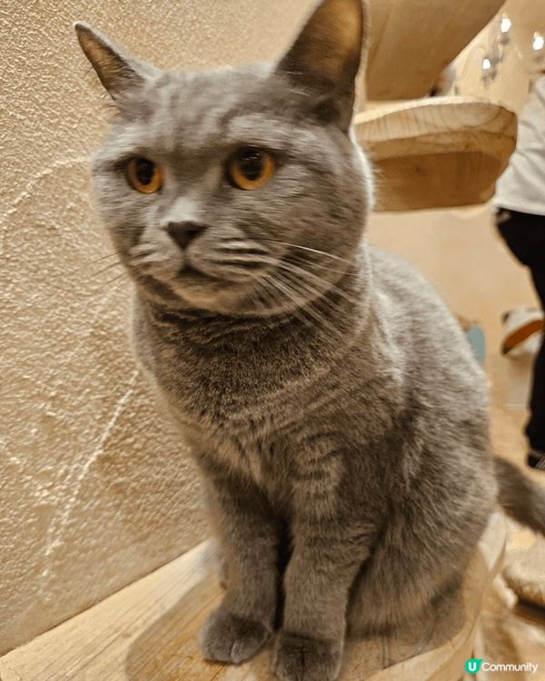 東京吉祥寺 一間好特別嘅貓cafe 無論大隻細隻凝種貓普通貓...