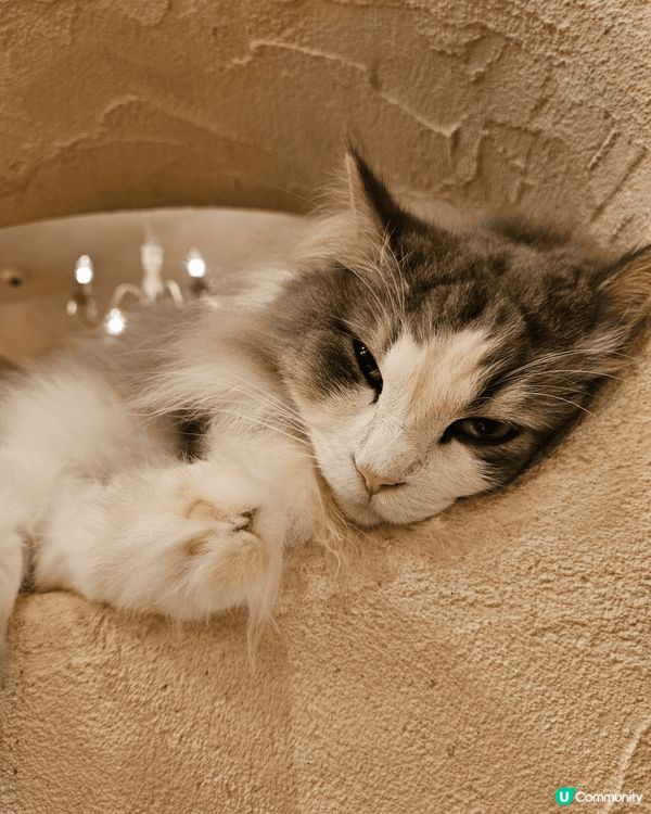 東京吉祥寺 一間好特別嘅貓cafe 無論大隻細隻凝種貓普通貓...