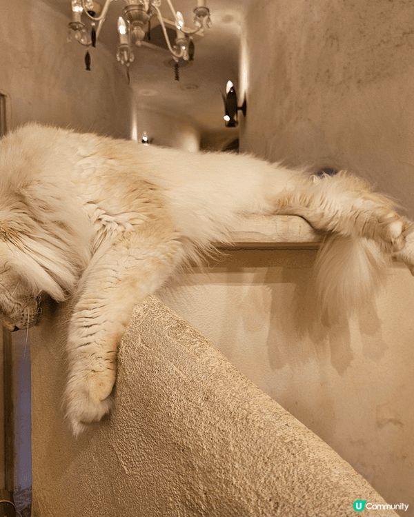 東京吉祥寺 一間好特別嘅貓cafe 無論大隻細隻凝種貓普通貓...