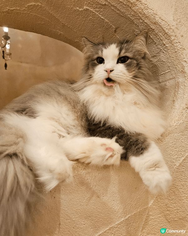 東京吉祥寺 一間好特別嘅貓cafe 無論大隻細隻凝種貓普通貓...