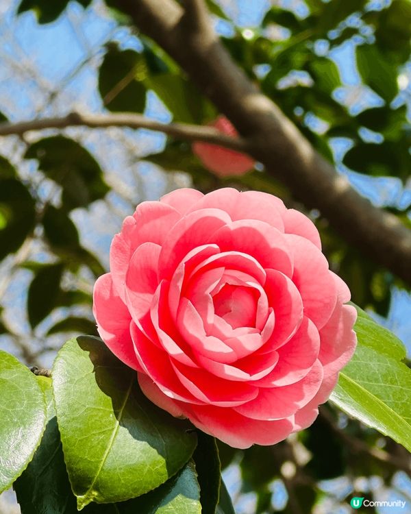 日本睇到既靚花❤️