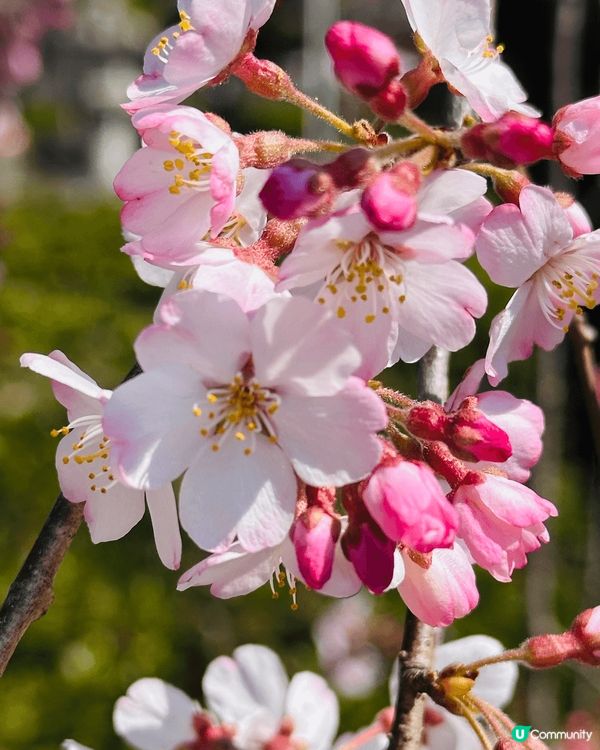 日本睇到既靚花❤️