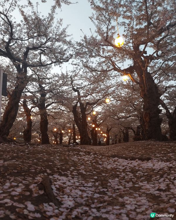 五月的北海道都太美了吧～櫻花季節，配上黃昏同夜燈，大推！