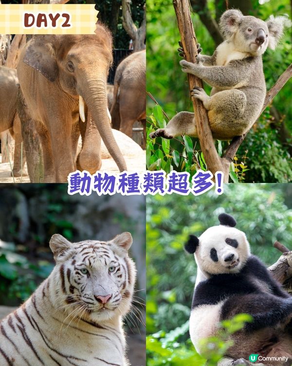 廣州親子3日2夜行程🗺️長隆動物世界/水上樂園/珠江遊船🚗附交通攻略