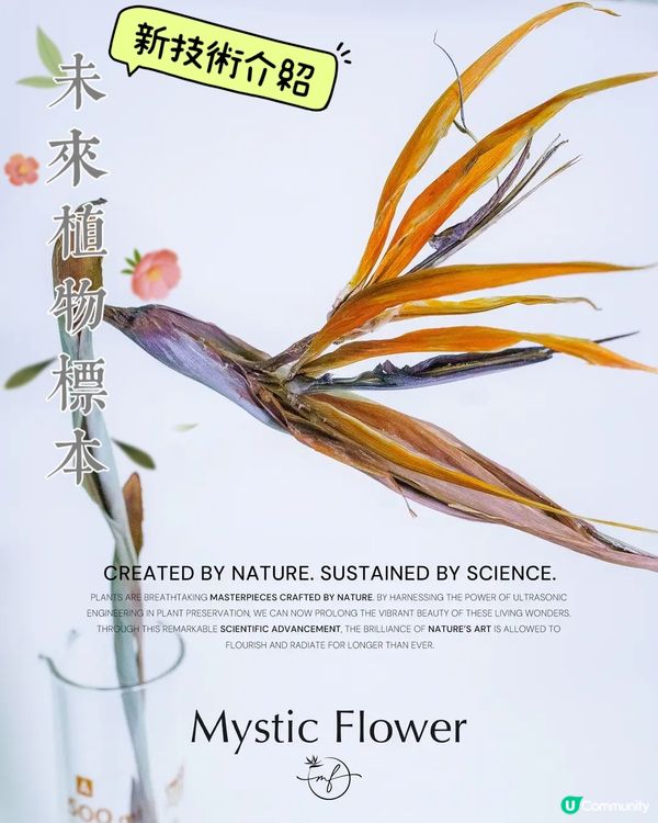 新技術❗️開拓未來植物標本新一頁❤️有別於鮮花的另一種美🌹