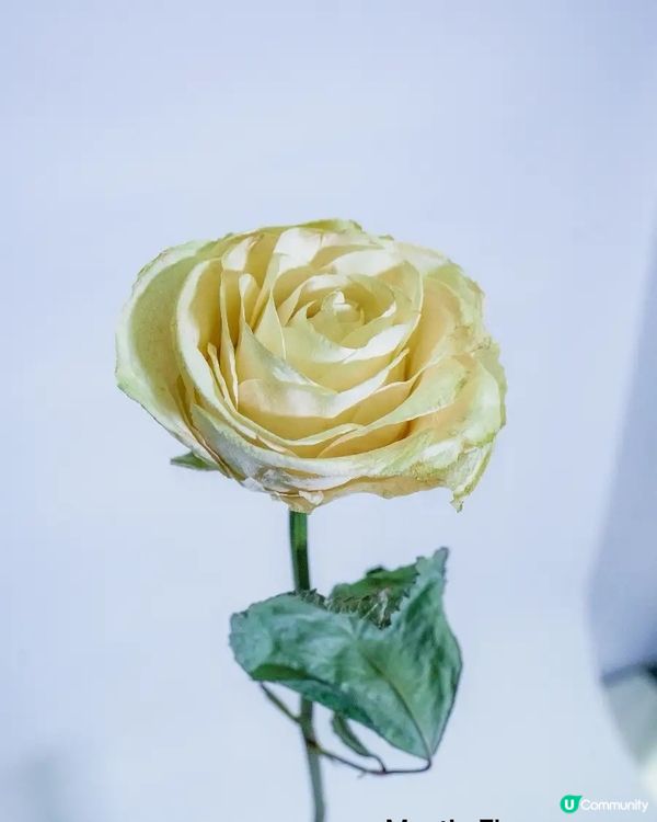 新技術❗️開拓未來植物標本新一頁❤️有別於鮮花的另一種美🌹