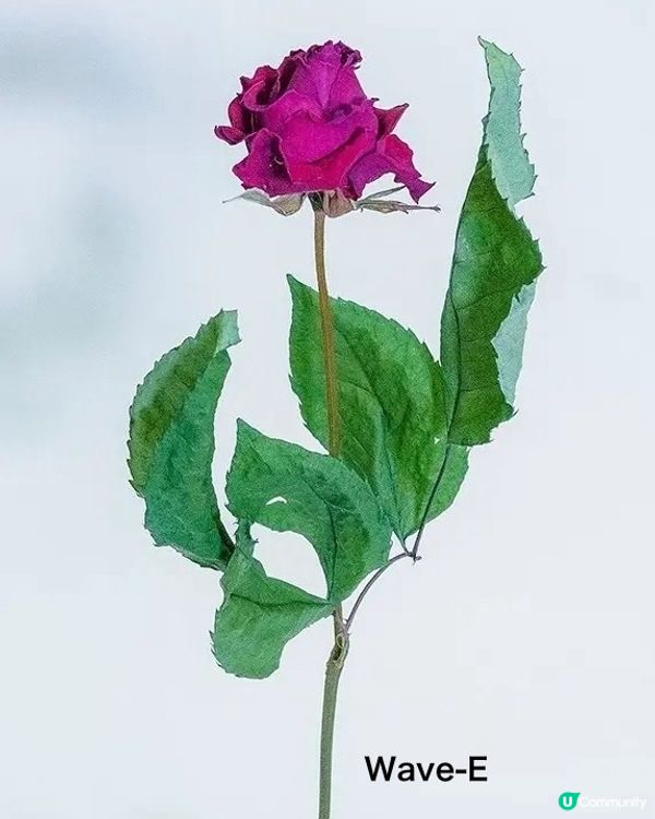 新技術❗️開拓未來植物標本新一頁❤️有別於鮮花的另一種美🌹