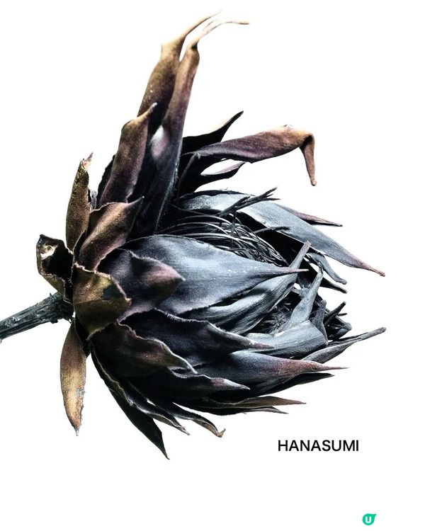 新技術❗️開拓未來植物標本新一頁❤️有別於鮮花的另一種美🌹