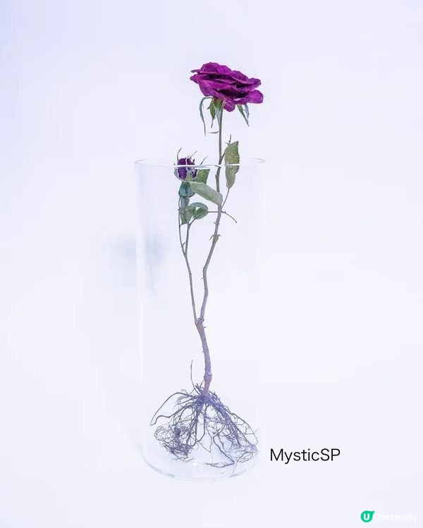 新技術❗️開拓未來植物標本新一頁❤️有別於鮮花的另一種美🌹