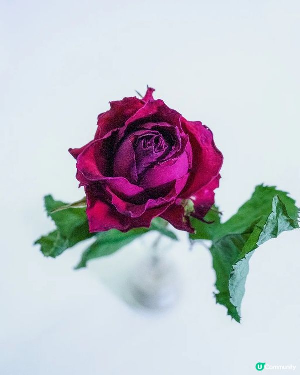 新技術❗️開拓未來植物標本新一頁❤️有別於鮮花的另一種美🌹