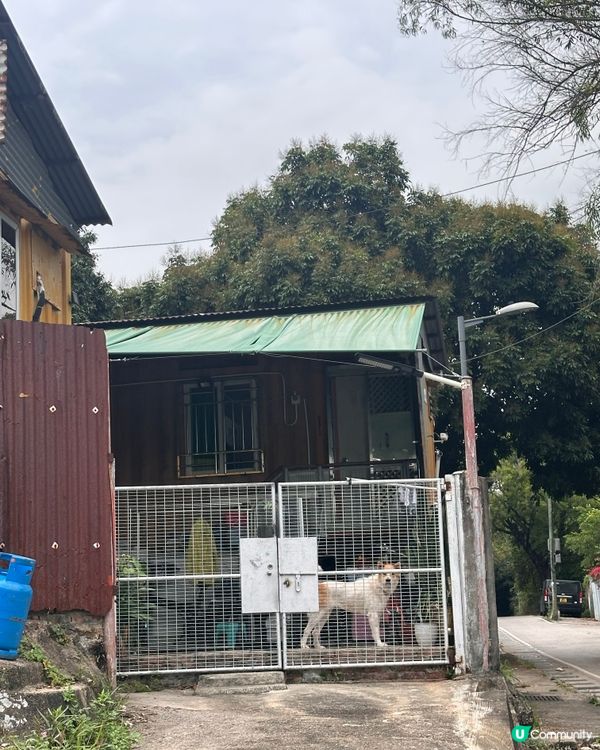 上水古洞水塘 - 隱世打卡心形湖🩵