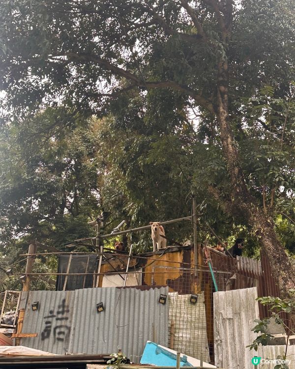 上水古洞水塘 - 隱世打卡心形湖🩵