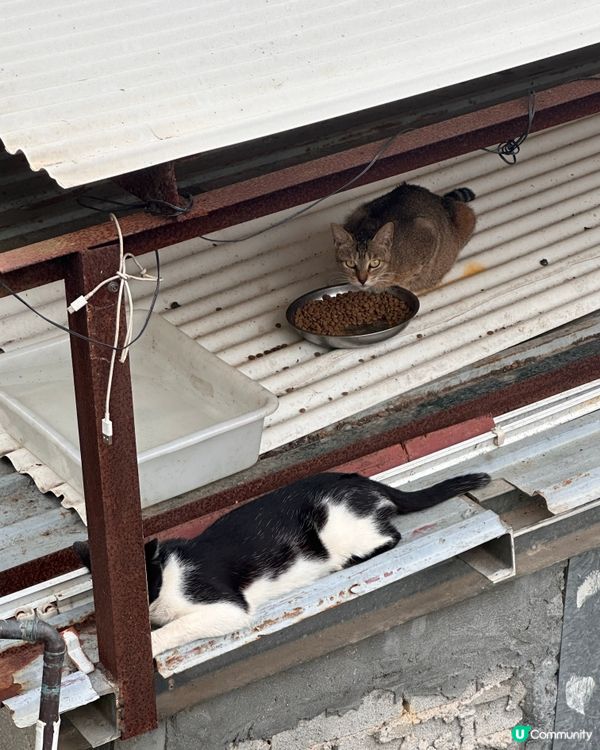 上水古洞水塘 - 隱世打卡心形湖🩵