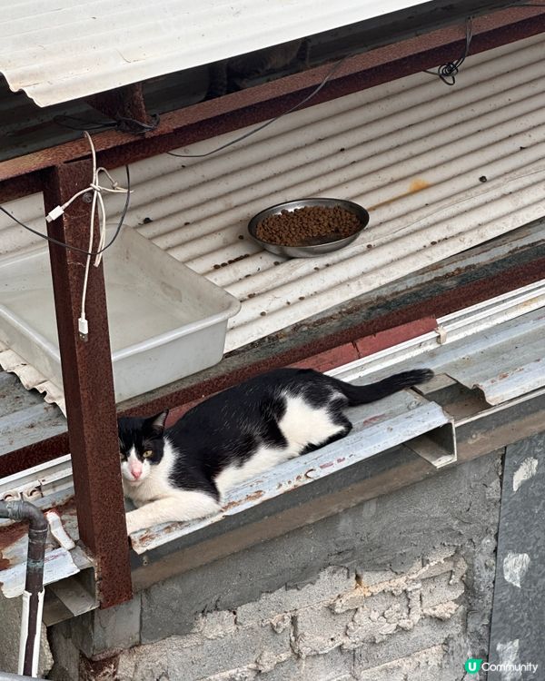 上水古洞水塘 - 隱世打卡心形湖🩵