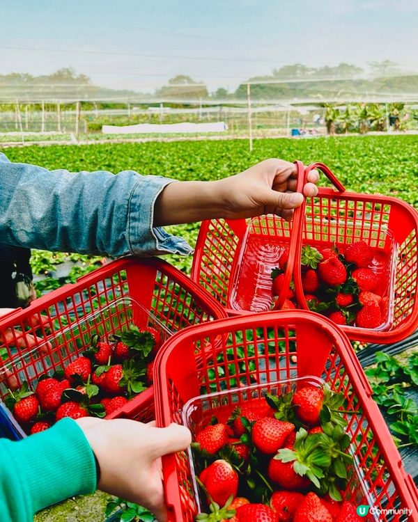 《粉嶺·摘新鮮士多啤梨啤》🍓摘新鮮士多啤梨好去處🍓