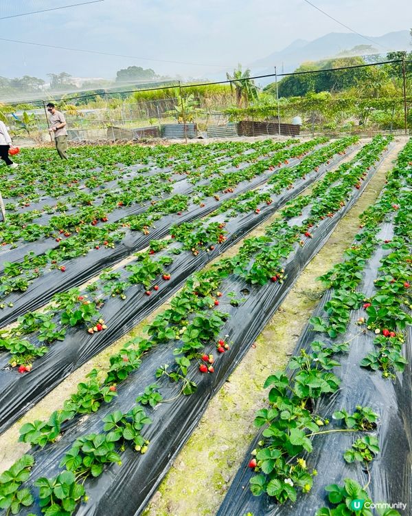 《粉嶺·摘新鮮士多啤梨啤》🍓摘新鮮士多啤梨好去處🍓