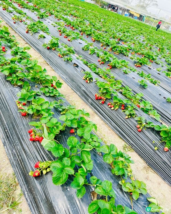 《粉嶺·摘新鮮士多啤梨啤》🍓摘新鮮士多啤梨好去處🍓