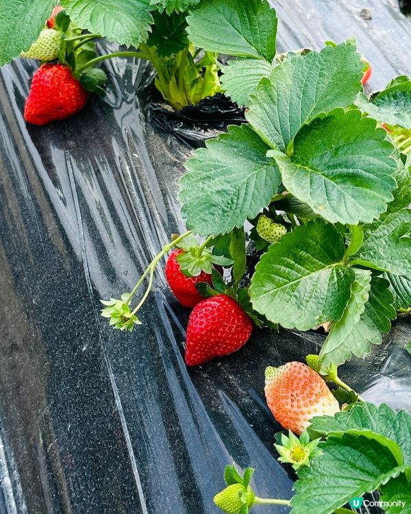 《粉嶺·摘新鮮士多啤梨啤》🍓摘新鮮士多啤梨好去處🍓