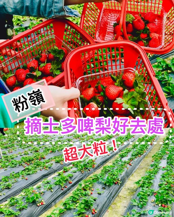 《粉嶺·摘新鮮士多啤梨啤》🍓摘新鮮士多啤梨好去處🍓