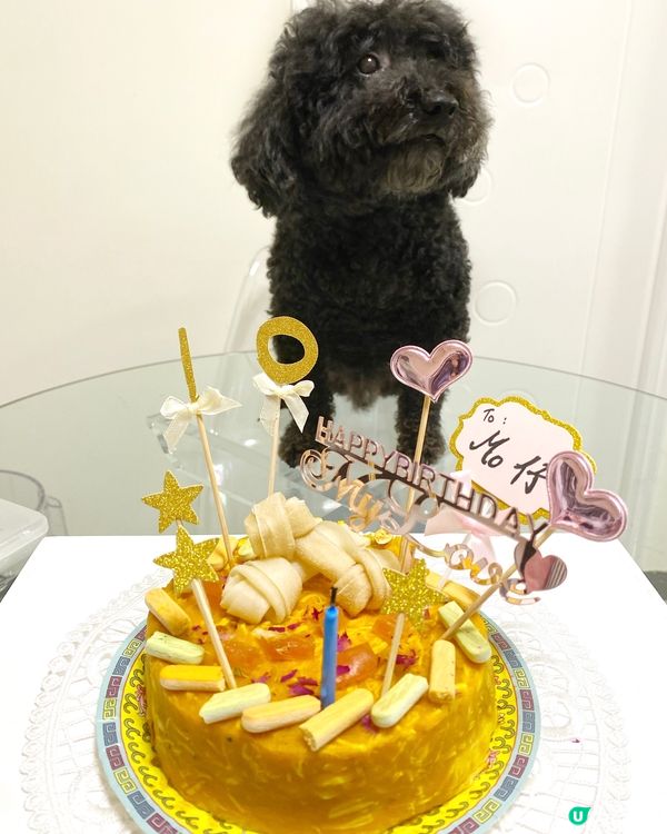 🎊🧁🎂《🐶自製寵物生日蛋糕 》🎂🧁🎊