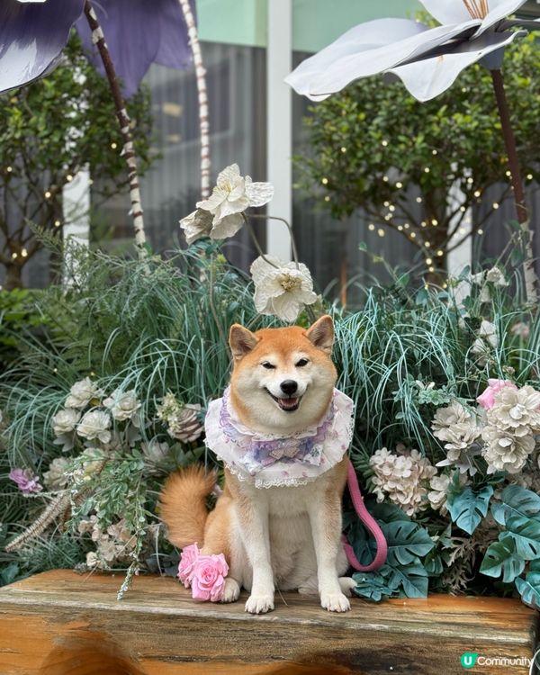 今次約埋朋友仔去嘆米芝蓮一星餐廳既下午茶☕️