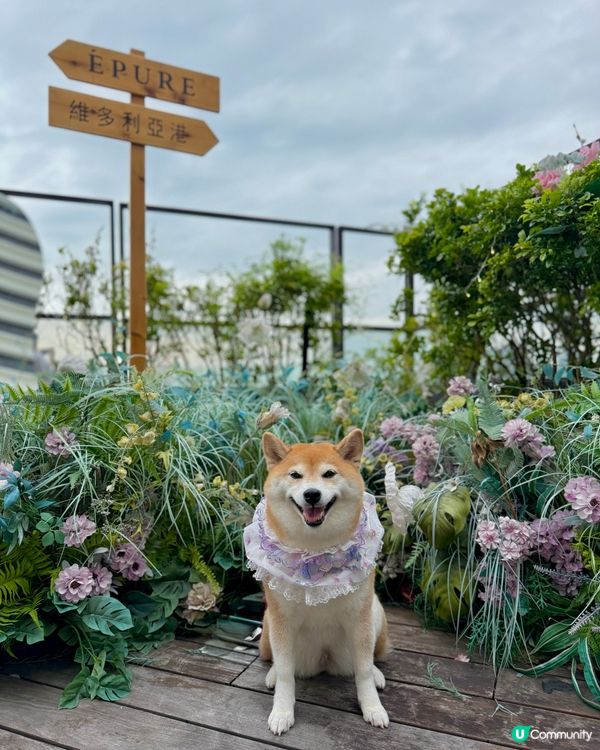 今次約埋朋友仔去嘆米芝蓮一星餐廳既下午茶☕️