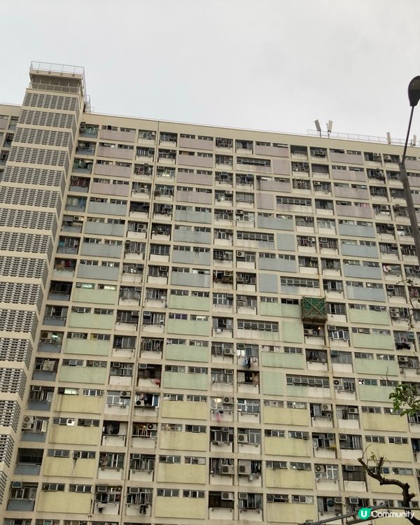 重遊彩虹邨 遇上元朗的貓咪 心理畫作的分享