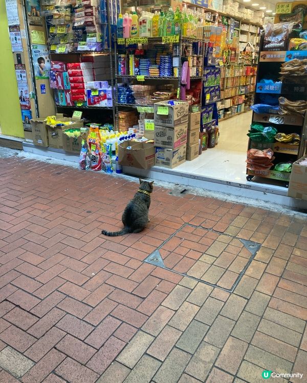 重遊彩虹邨 遇上元朗的貓咪 心理畫作的分享