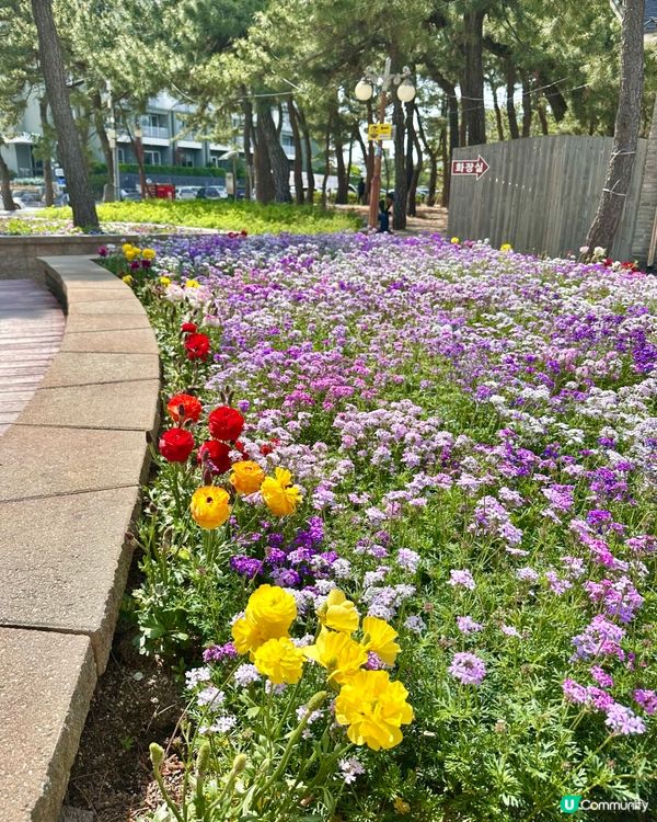 🇰🇷海風＋花香超療癒！江陵鏡浦海水浴場好影又好chill！