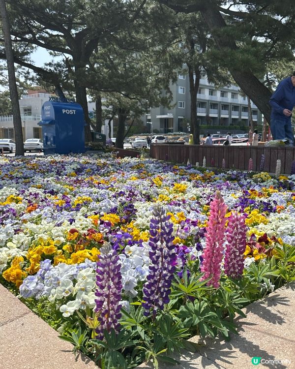 🇰🇷海風＋花香超療癒！江陵鏡浦海水浴場好影又好chill！