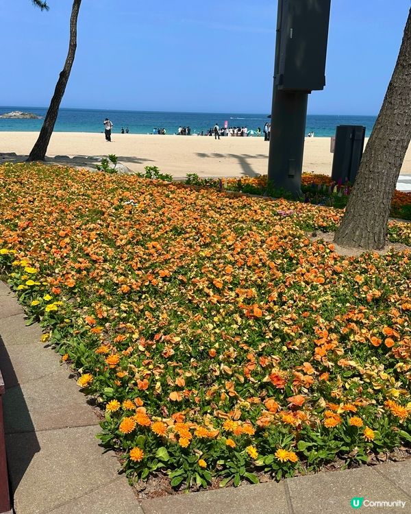 🇰🇷海風＋花香超療癒！江陵鏡浦海水浴場好影又好chill！