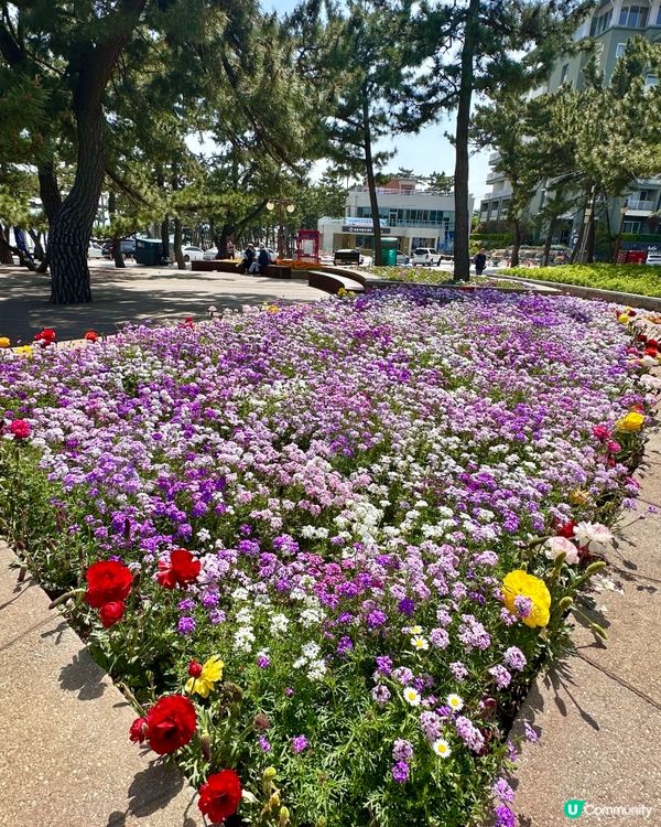 🇰🇷海風＋花香超療癒！江陵鏡浦海水浴場好影又好chill！