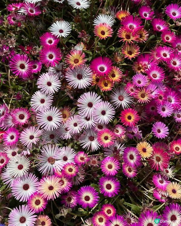 🇰🇷海風＋花香超療癒！江陵鏡浦海水浴場好影又好chill！