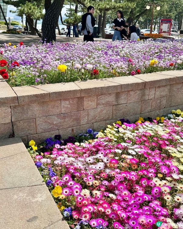 🇰🇷海風＋花香超療癒！江陵鏡浦海水浴場好影又好chill！