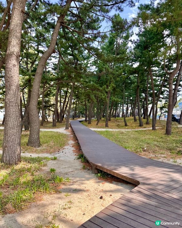 🇰🇷海風＋花香超療癒！江陵鏡浦海水浴場好影又好chill！