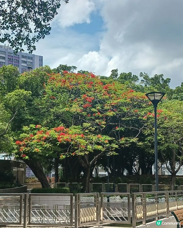 🌸🌸屯門公園景色🌸🌸~