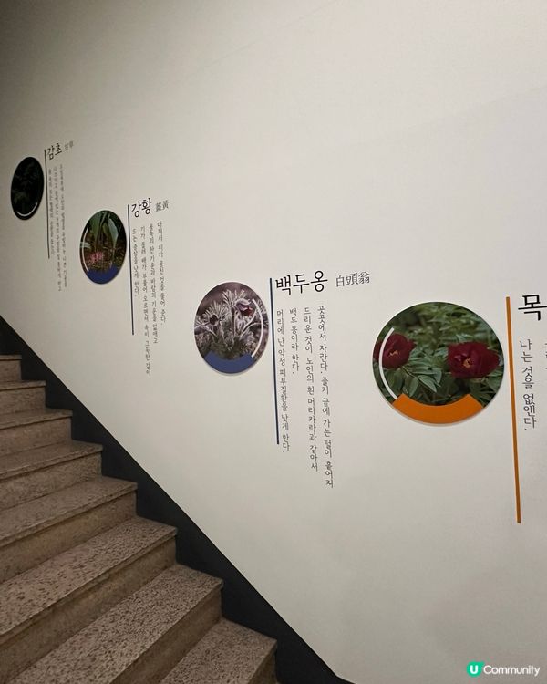 🇰🇷韓國大邱藥令市場韓醫藥博物館‼️藥材足浴體驗‼️養生又打卡～